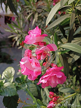 Oleander flower Stock Photo